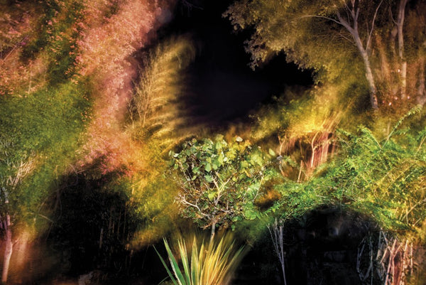 Sacred Whispers of “Trees”: Raghu Rai in Conversation